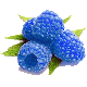 Blue Raspberry / Голубая малина