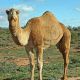 Табачный Camel XT